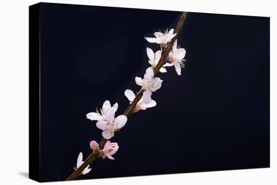 Cherry Blossom Sakura Isolated Black Background-crystalfoto-Stretched Canvas