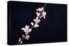 Cherry Blossom Sakura Isolated Black Background-crystalfoto-Stretched Canvas