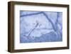 Cherry Blossom Single-null-Framed Photographic Print