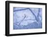 Cherry Blossom Single-null-Framed Photographic Print