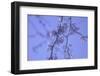 Cherry Blossom Sky 2-null-Framed Photographic Print