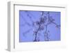 Cherry Blossom Sky 2-null-Framed Photographic Print