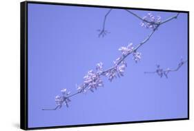 Cherry Blossom Sky 3-null-Framed Stretched Canvas