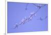 Cherry Blossom Sky 3-null-Framed Photographic Print