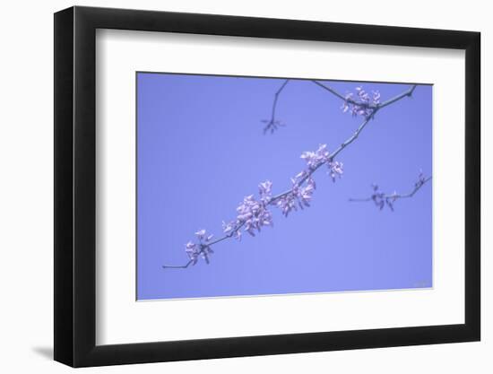 Cherry Blossom Sky 3-null-Framed Photographic Print