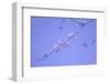 Cherry Blossom Sky 3-null-Framed Photographic Print