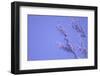 Cherry Blossom Sky 5-null-Framed Photographic Print