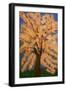 Cherry blossom, Spring London-Cosima Duggal-Framed Giclee Print