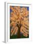 Cherry blossom, Spring London-Cosima Duggal-Framed Giclee Print