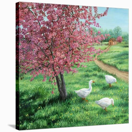 Cherry Blossom Time-Kevin Dodds-Stretched Canvas