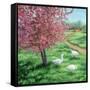 Cherry Blossom Time-Kevin Dodds-Framed Stretched Canvas