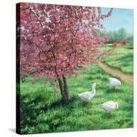 Cherry Blossom Time-Kevin Dodds-Stretched Canvas