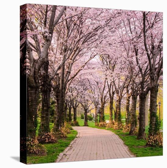 Cherry Blossom Trail-Chuck Burdick-Stretched Canvas