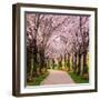 Cherry Blossom Trail-Chuck Burdick-Framed Photographic Print