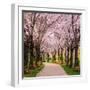 Cherry Blossom Trail-Chuck Burdick-Framed Photographic Print