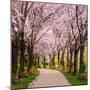 Cherry Blossom Trail-Chuck Burdick-Mounted Photographic Print