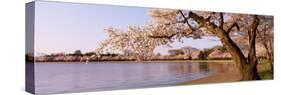 Cherry Blossom Tree along a Lake, Potomac Park, Washington D.C., USA-null-Stretched Canvas