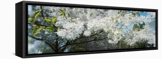 Cherry Blossom Tree in a Park, Volunteer Park, Capitol Hill, Seattle, Washington State, USA-null-Framed Stretched Canvas