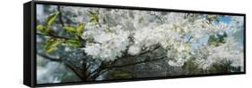 Cherry Blossom Tree in a Park, Volunteer Park, Capitol Hill, Seattle, Washington State, USA-null-Framed Stretched Canvas