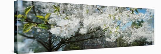 Cherry Blossom Tree in a Park, Volunteer Park, Capitol Hill, Seattle, Washington State, USA-null-Stretched Canvas