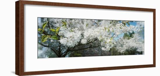 Cherry Blossom Tree in a Park, Volunteer Park, Capitol Hill, Seattle, Washington State, USA-null-Framed Photographic Print