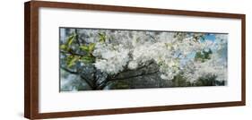 Cherry Blossom Tree in a Park, Volunteer Park, Capitol Hill, Seattle, Washington State, USA-null-Framed Photographic Print