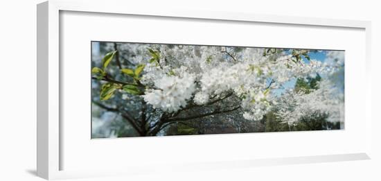 Cherry Blossom Tree in a Park, Volunteer Park, Capitol Hill, Seattle, Washington State, USA-null-Framed Photographic Print