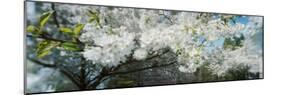 Cherry Blossom Tree in a Park, Volunteer Park, Capitol Hill, Seattle, Washington State, USA-null-Mounted Photographic Print