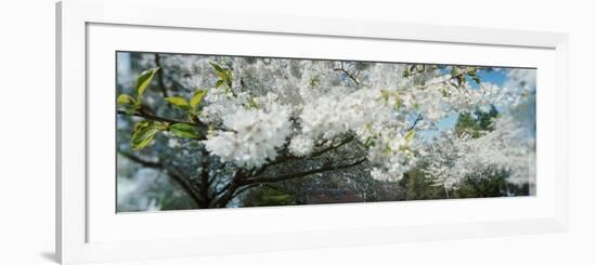 Cherry Blossom Tree in a Park, Volunteer Park, Capitol Hill, Seattle, Washington State, USA-null-Framed Photographic Print