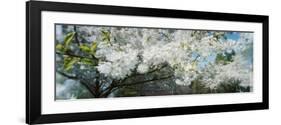 Cherry Blossom Tree in a Park, Volunteer Park, Capitol Hill, Seattle, Washington State, USA-null-Framed Photographic Print