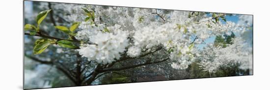 Cherry Blossom Tree in a Park, Volunteer Park, Capitol Hill, Seattle, Washington State, USA-null-Mounted Photographic Print