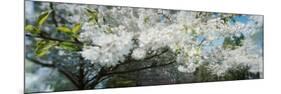 Cherry Blossom Tree in a Park, Volunteer Park, Capitol Hill, Seattle, Washington State, USA-null-Mounted Photographic Print