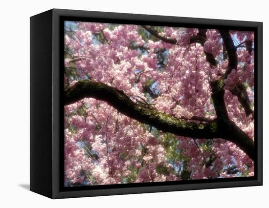 Cherry Blossom Tree in Bloom, Tokyo, Japan-Nancy & Steve Ross-Framed Stretched Canvas