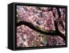 Cherry Blossom Tree in Bloom, Tokyo, Japan-Nancy & Steve Ross-Framed Stretched Canvas