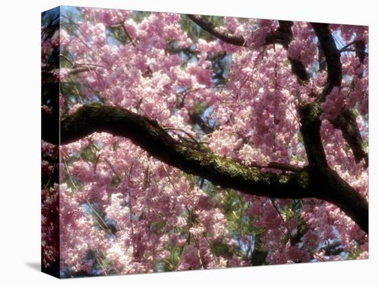 Cherry Blossom Tree in Bloom, Tokyo, Japan-Nancy & Steve Ross-Stretched Canvas