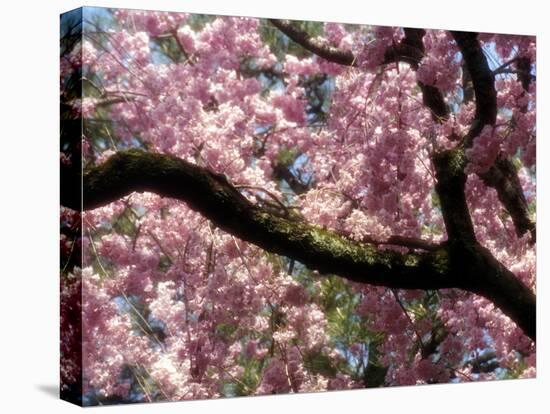 Cherry Blossom Tree in Bloom, Tokyo, Japan-Nancy & Steve Ross-Stretched Canvas