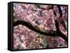 Cherry Blossom Tree in Bloom, Tokyo, Japan-Nancy & Steve Ross-Framed Stretched Canvas