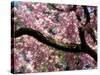 Cherry Blossom Tree in Bloom, Tokyo, Japan-Nancy & Steve Ross-Stretched Canvas