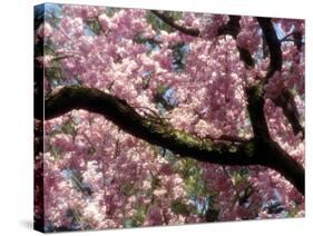 Cherry Blossom Tree in Bloom, Tokyo, Japan-Nancy & Steve Ross-Stretched Canvas