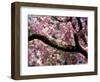 Cherry Blossom Tree in Bloom, Tokyo, Japan-Nancy & Steve Ross-Framed Photographic Print