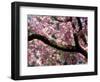 Cherry Blossom Tree in Bloom, Tokyo, Japan-Nancy & Steve Ross-Framed Photographic Print