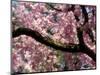 Cherry Blossom Tree in Bloom, Tokyo, Japan-Nancy & Steve Ross-Mounted Photographic Print