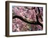 Cherry Blossom Tree in Bloom, Tokyo, Japan-Nancy & Steve Ross-Framed Photographic Print