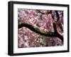 Cherry Blossom Tree in Bloom, Tokyo, Japan-Nancy & Steve Ross-Framed Photographic Print