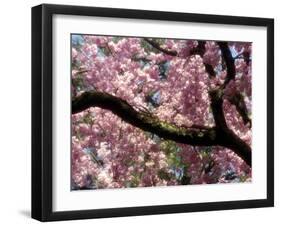 Cherry Blossom Tree in Bloom, Tokyo, Japan-Nancy & Steve Ross-Framed Photographic Print