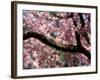 Cherry Blossom Tree in Bloom, Tokyo, Japan-Nancy & Steve Ross-Framed Photographic Print