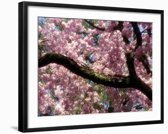 Cherry Blossom Tree in Bloom, Tokyo, Japan-Nancy & Steve Ross-Framed Photographic Print