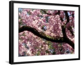 Cherry Blossom Tree in Bloom, Tokyo, Japan-Nancy & Steve Ross-Framed Photographic Print