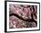 Cherry Blossom Tree in Bloom, Tokyo, Japan-Nancy & Steve Ross-Framed Photographic Print