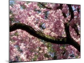 Cherry Blossom Tree in Bloom, Tokyo, Japan-Nancy & Steve Ross-Mounted Photographic Print